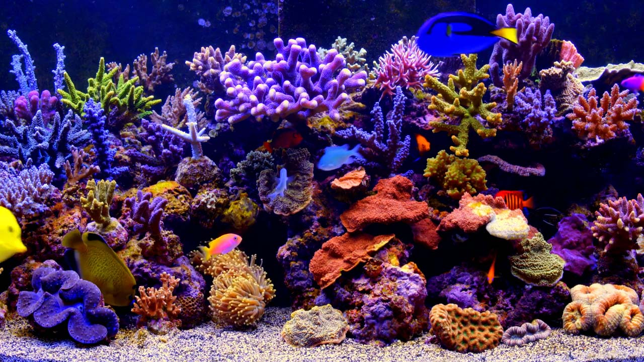 Aquarium Live Wallpaper Windows 10